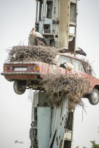 storch-begruessung